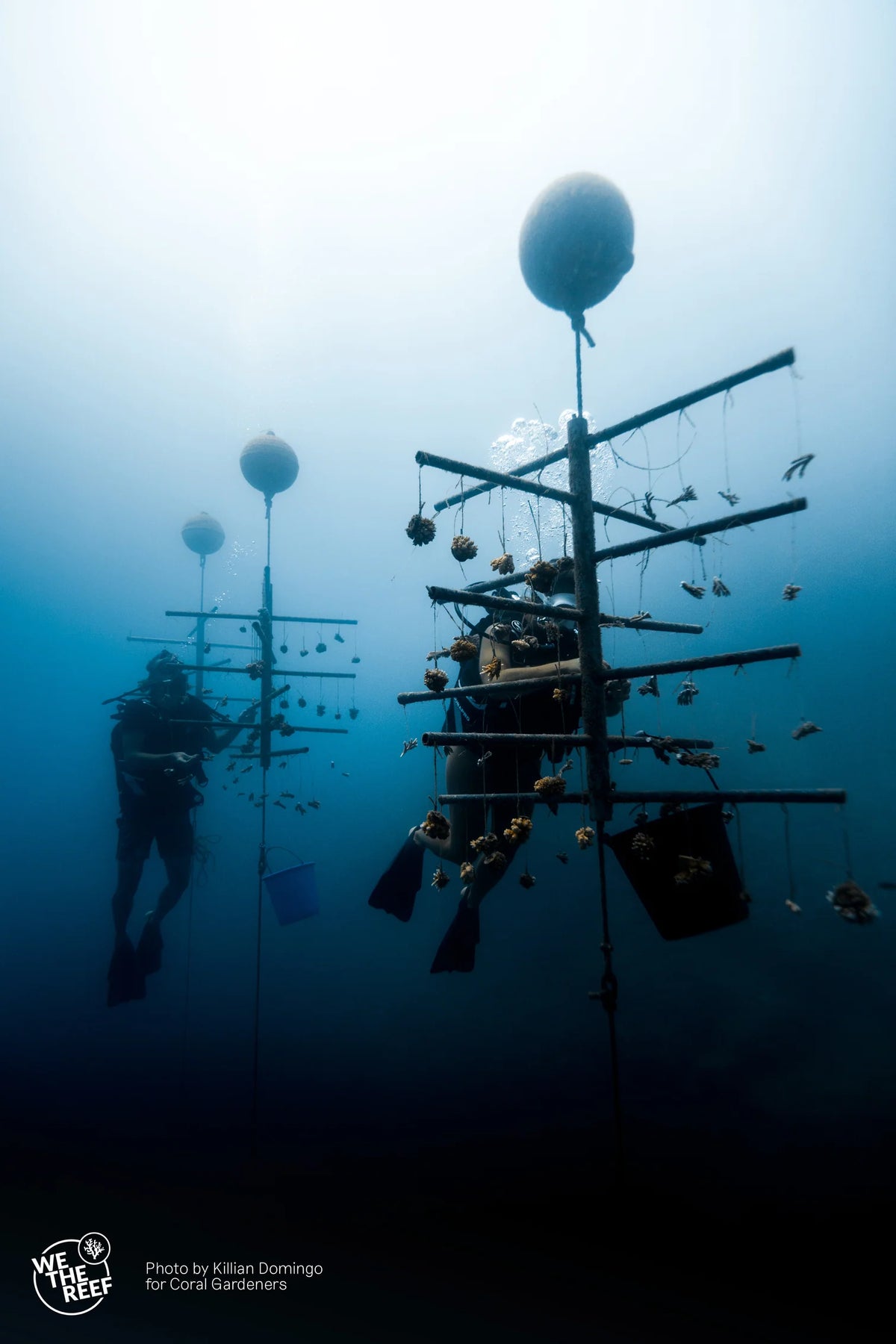 Coral Gardeners